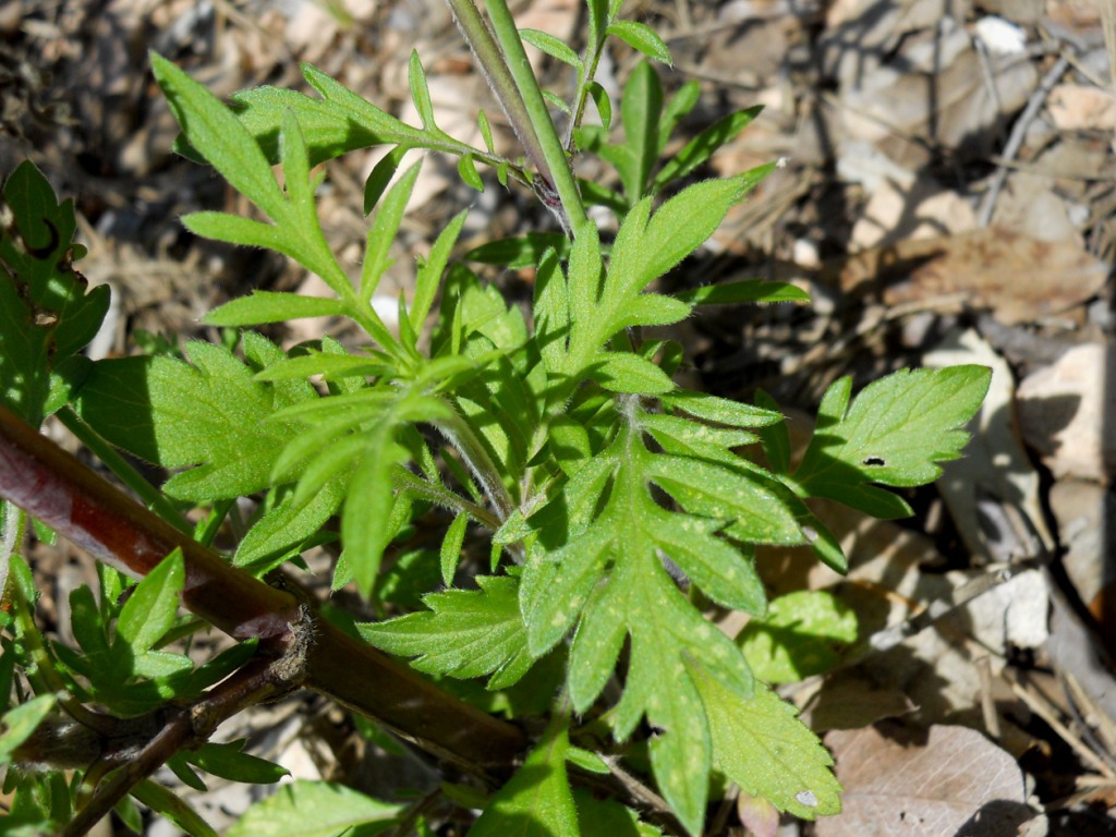 Fiore lilla - Scabiosa sp.